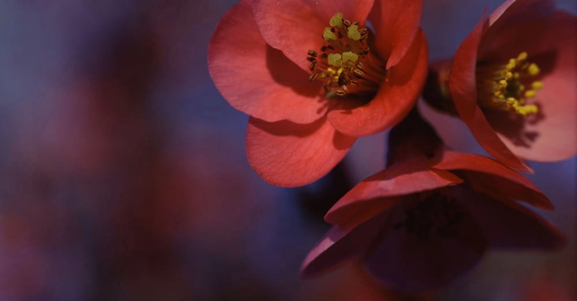 Close-up of red flowers Sacramento California USA Canvas Art - Panoramic Images (12 x 24)