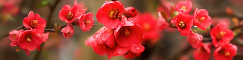 Close-up of red flowers in bloom Canvas Art - Panoramic Images (36 x 12)