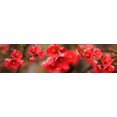 thumbnail image 1 of Close-up of red flowers in bloom Poster Print (36 x 12), 1 of 1