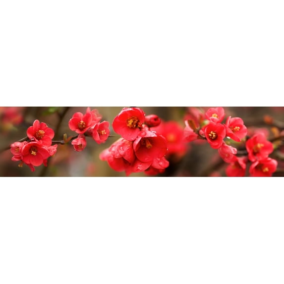 Close-up of red flowers in bloom Poster Print (36 x 12)