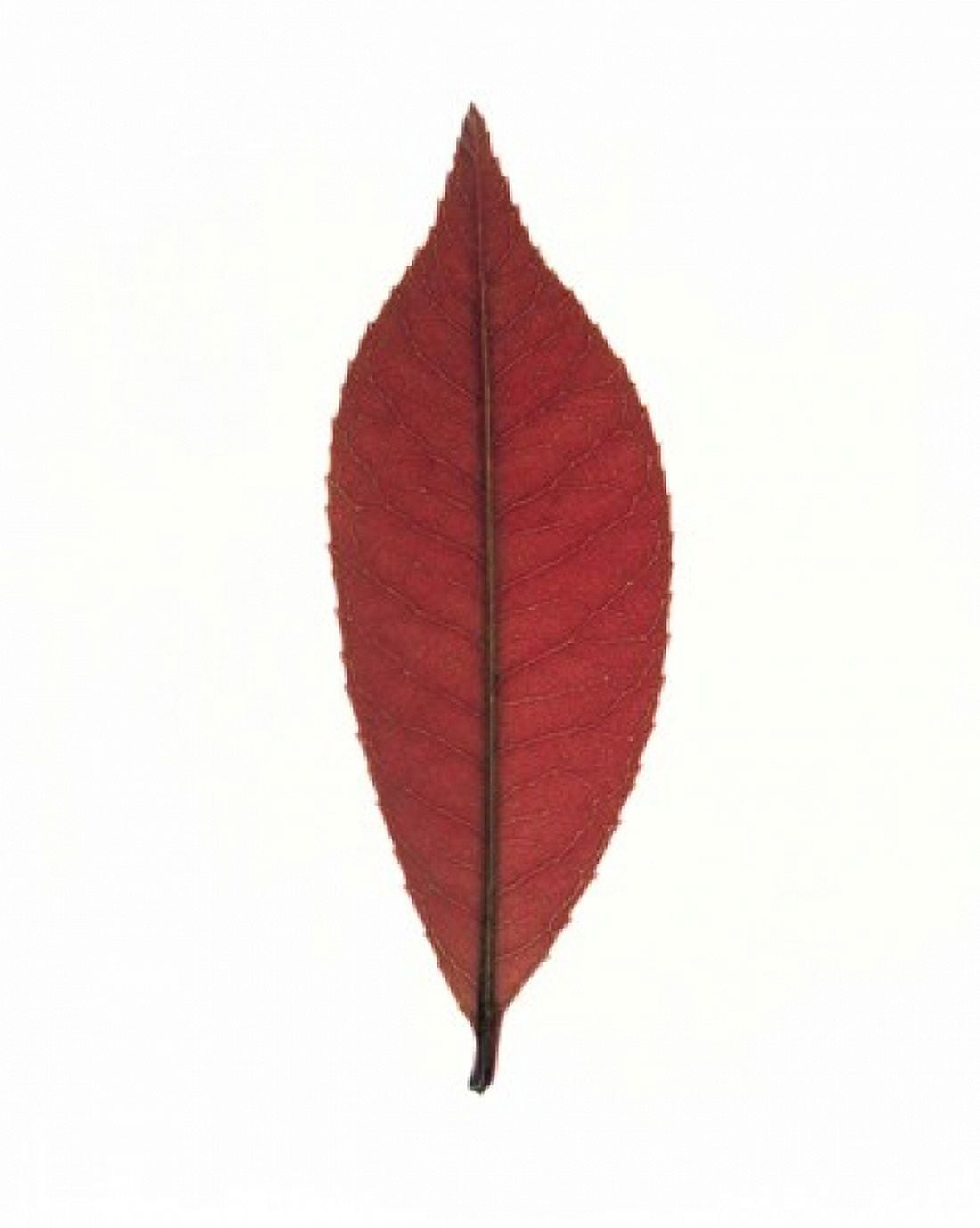 Close up of red leaf on white Canvas Art - Panoramic Images (13 x 16)