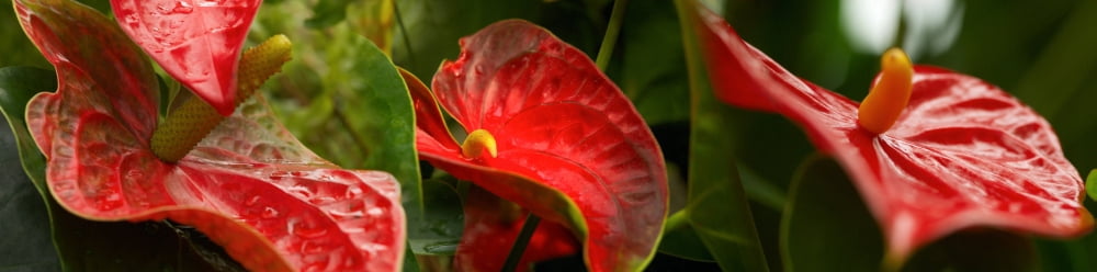 Close-up of red leaves Canvas Art - Panoramic Images (36 x 12)