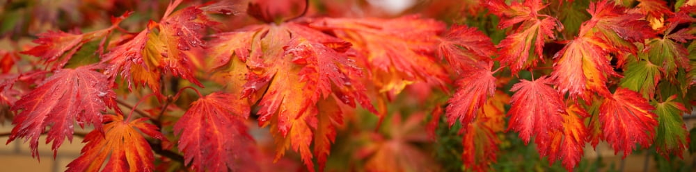 Close-up of red maple leaves Canvas Art - Panoramic Images (27 x 9)