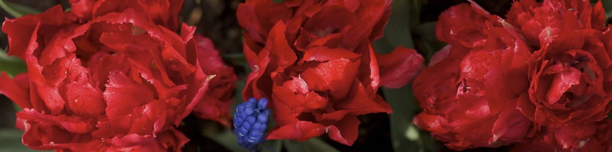 Close-up of red rose flowers Canvas Art - Panoramic Images (27 x 9)