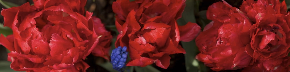 Close-up of red rose flowers Canvas Art - Panoramic Images (36 x 12)