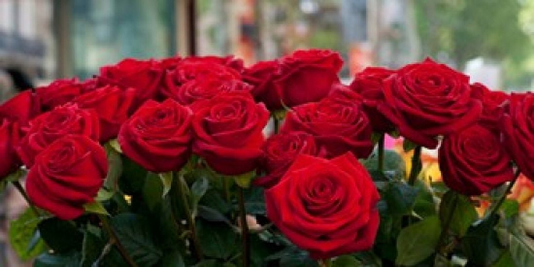 Close-up of red roses in a bouquet during Sant Jordi Festival Barcelona Catalonia Spain Canvas Art - Panoramic Images (24 x 12)