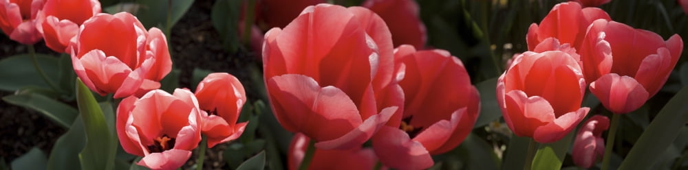 Close-up of red tulip flowers Canvas Art - Panoramic Images (36 x 12)