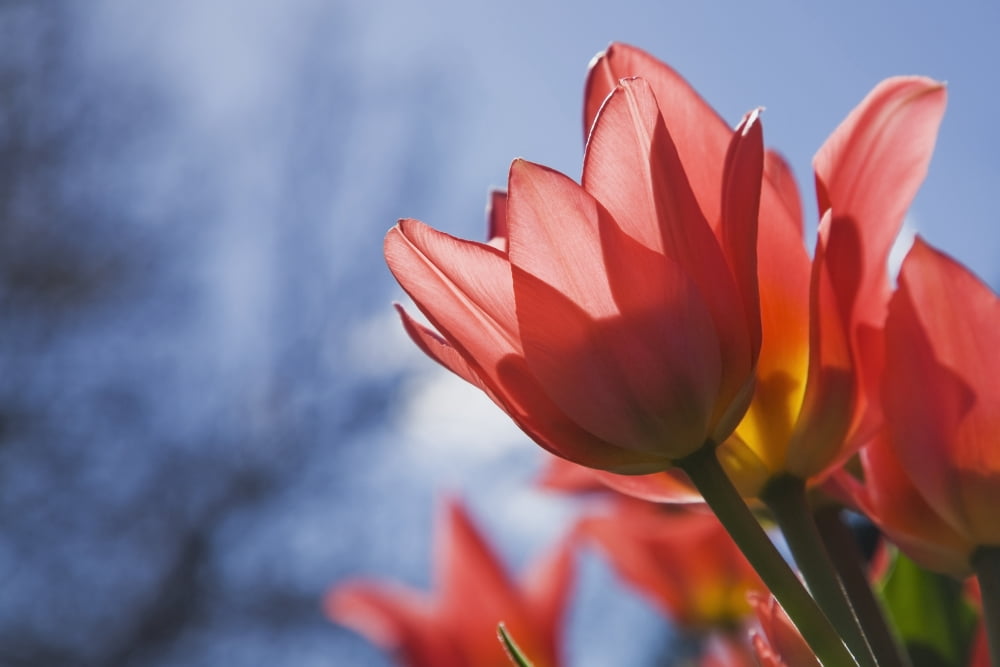 Close up of red tulips (Tulopa) against a blue sky at springtime Montreal Quebec Canada Canvas Art - Perry Mastrovito Design Pics (19 x 12)