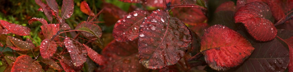Close-up of red wet leaves Canvas Art - Panoramic Images (27 x 9)