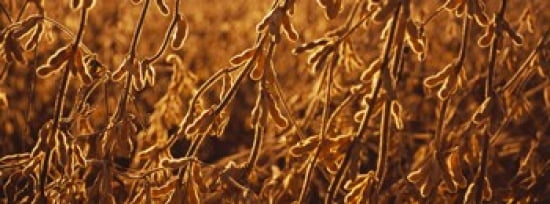 Close-up of ripe soybeans Minnesota USA Canvas Art - Panoramic Images (30 x 12)
