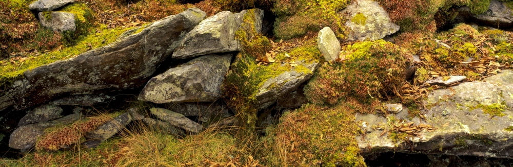 Close-up of rocks in forest Great Smoky Mountains National Park North Carolina USA Canvas Art - Panoramic Images (27 x 9)