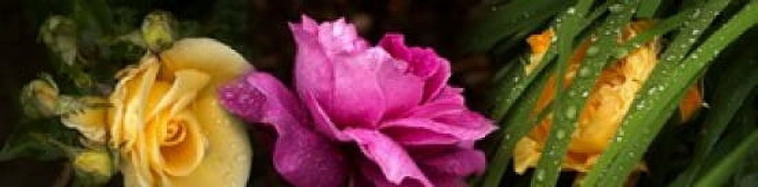 Close-up of roses Canvas Art - Panoramic Images (20 x 5)