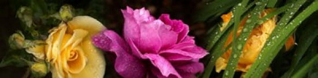Close-up of roses Canvas Art - Panoramic Images (40 x 10)