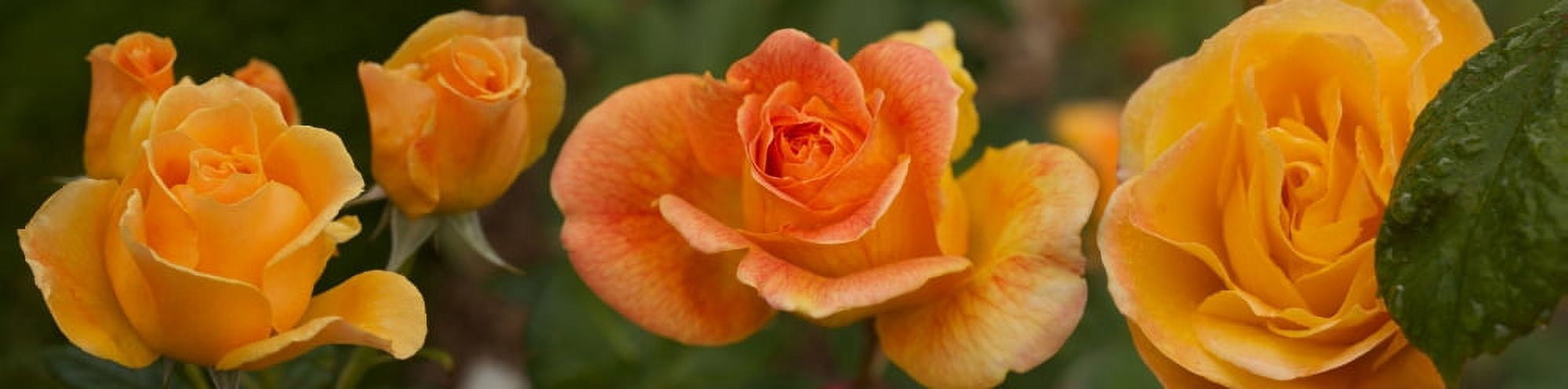Close-up of roses on plant Canvas Art - Panoramic Images (27 x 9)