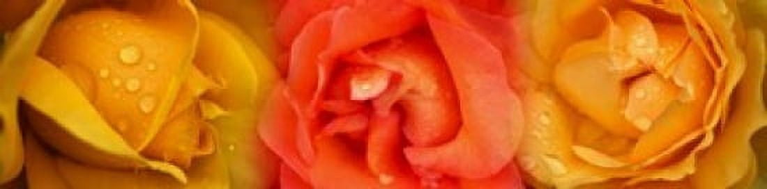 Close-up of roses with dew drops Canvas Art - Panoramic Images (20 x 5)