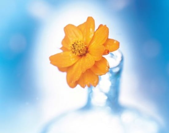 Close up of ruffled marigold bloom in blue bottle with blurred blue and white background Canvas Art - Panoramic Images (36 x 29)