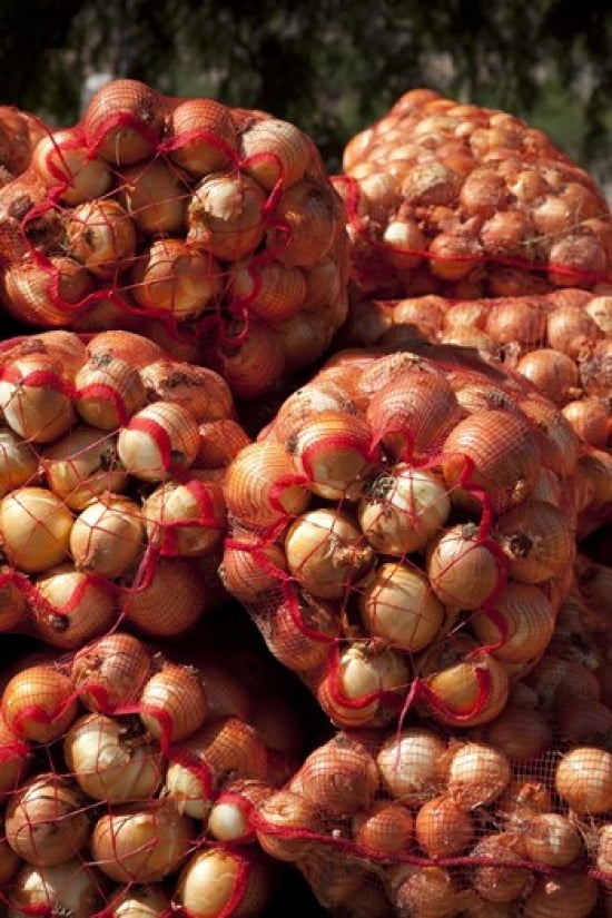 Close-up of sack of onions Seclantas Calchaqui Valleys Salta Province Argentina Canvas Art - Panoramic Images (24 x 36)