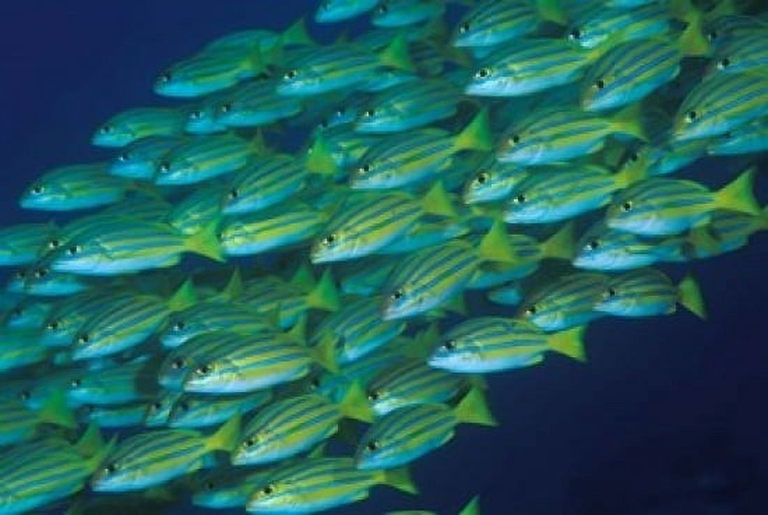 Close-up of schooling lined snappers Komodo National Park Indonesia Canvas Art - Jaynes Gallery  DanitaDelimont (36 x 24)