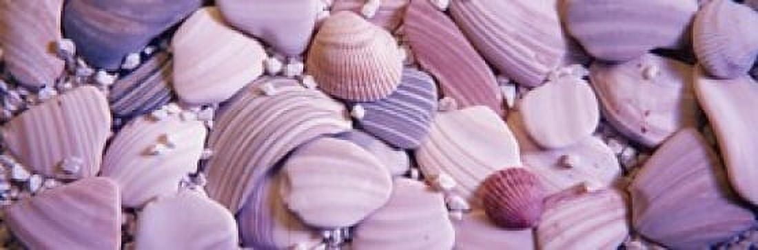 Close-up of seashells Canvas Art - Panoramic Images (18 x 6)