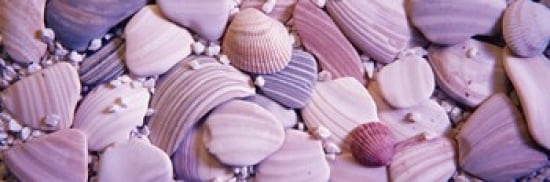 Close-up of seashells Canvas Art - Panoramic Images (36 x 12)