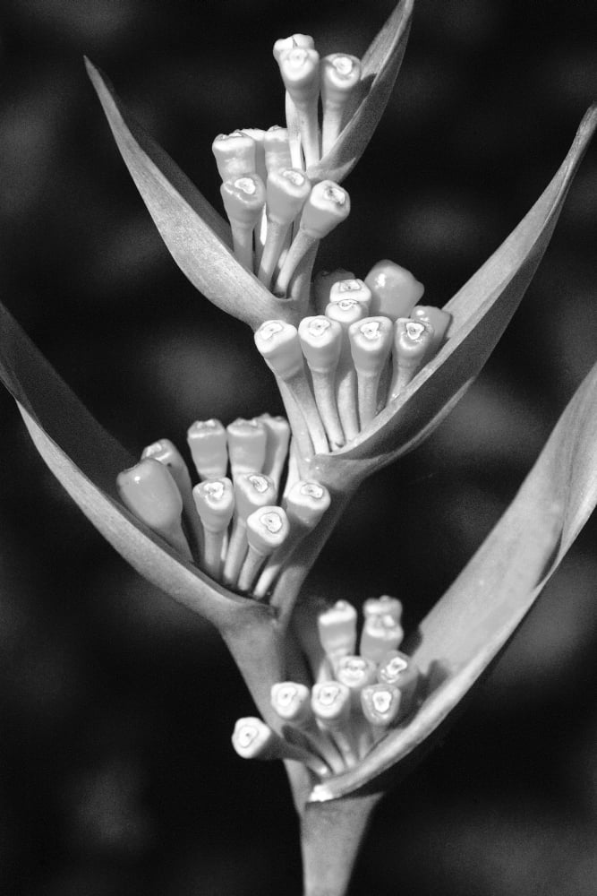 Close-up of seeding heliconia (black and white photograph) Canvas Art - Allan Seiden Design Pics (22 x 34)