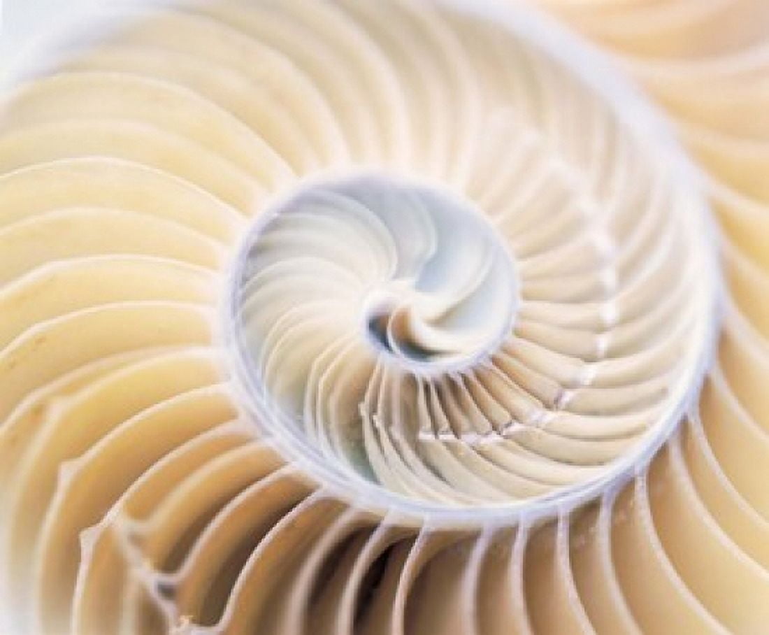 Close up of shell Canvas Art - Panoramic Images (16 x 14)