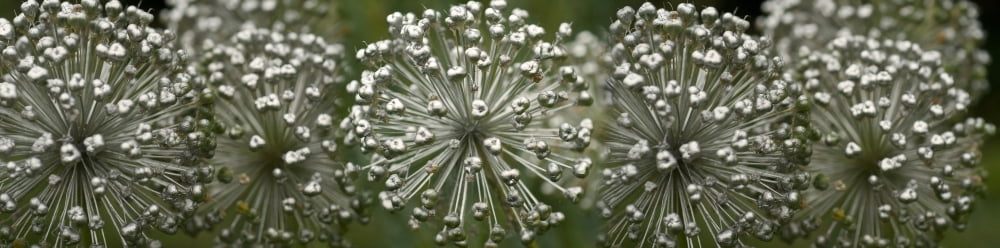 Close-up of silver bells plants Canvas Art - Panoramic Images (27 x 9)