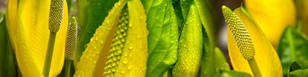 Close-up of skunk cabbage (Symplocarpus foetidus) Canvas Art - Panoramic Images (27 x 9)