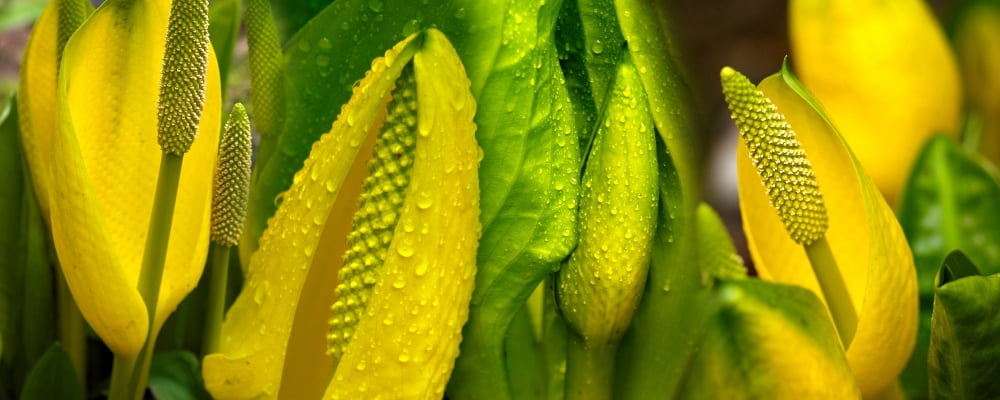 Close-up of skunk cabbage (symplocarpus foetidus ) Canvas Art - Panoramic Images (36 x 12)