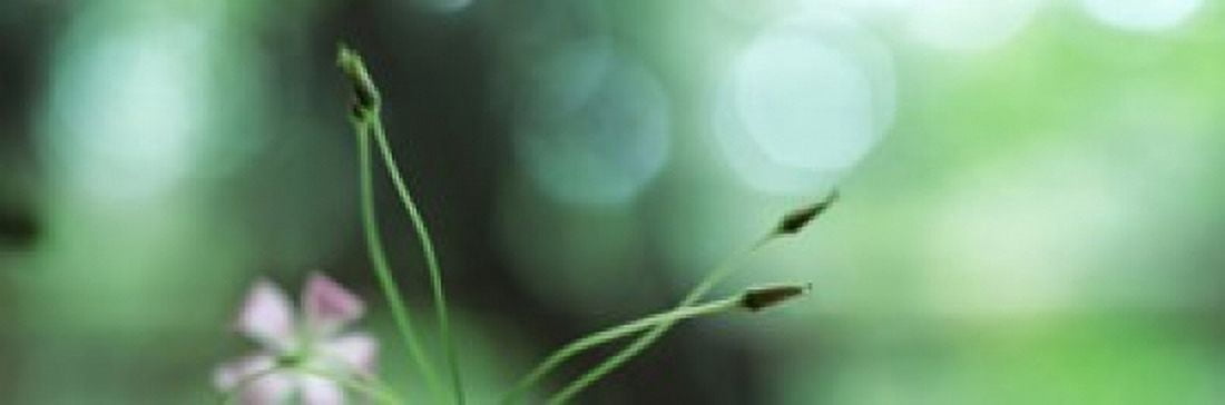 Close-up of small buds Canvas Art - Panoramic Images (36 x 12)