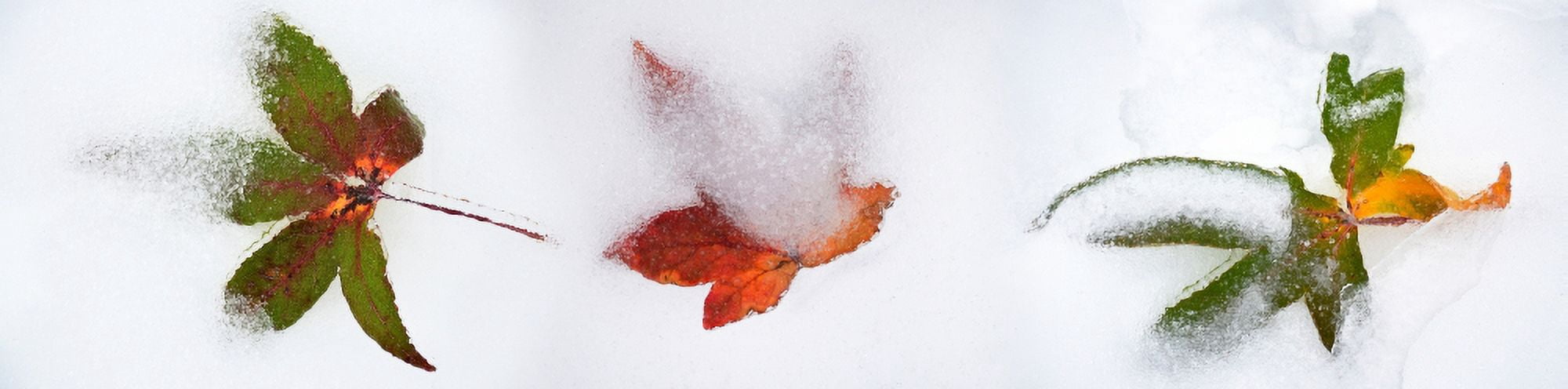 Close-up of snow covered maple leaves Canvas Art - Panoramic Images (27 x 9)