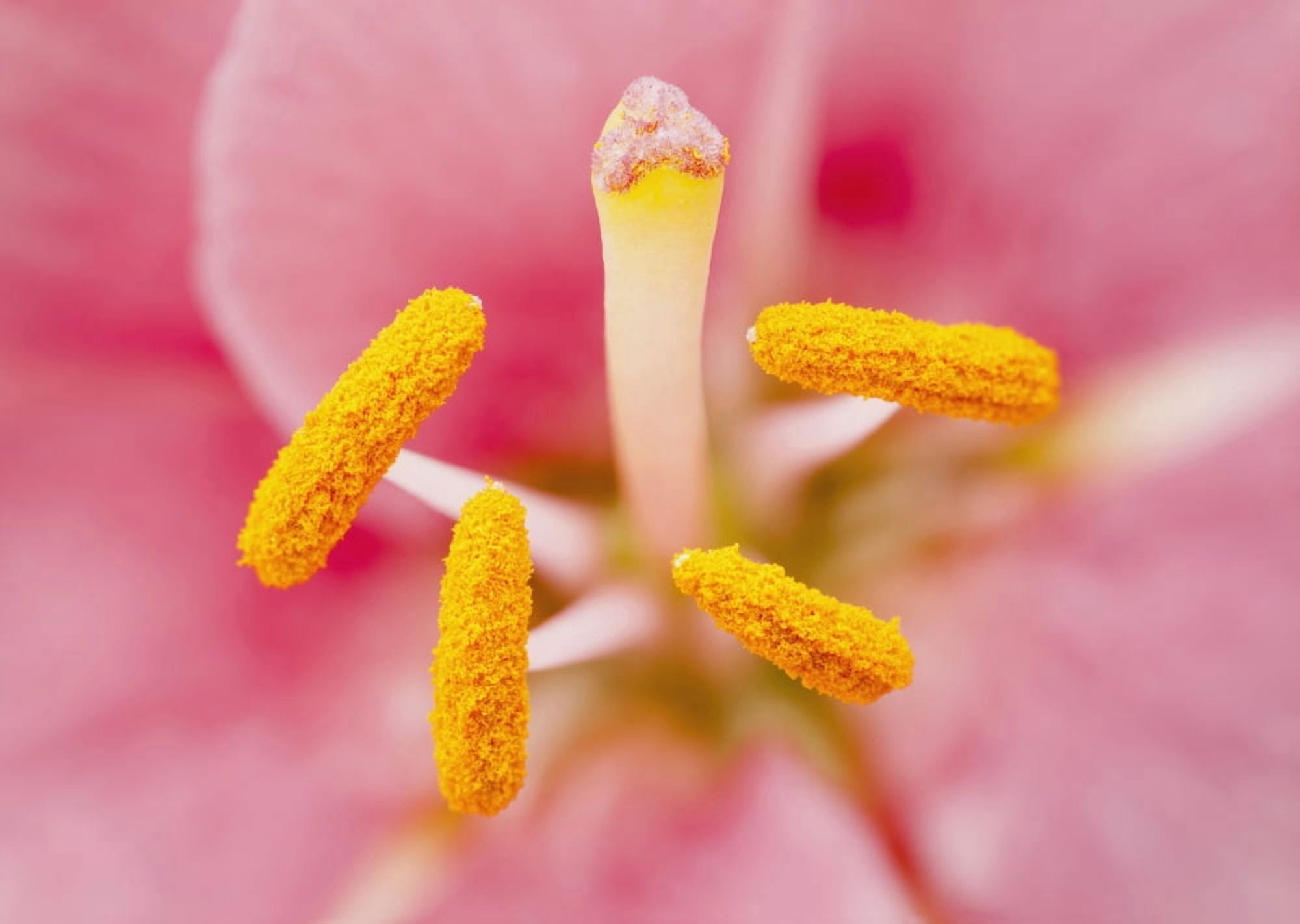 Close up of stamen and filament of lily Quebec Canada Canvas Art - Yves Marcoux Design Pics (18 x 13)