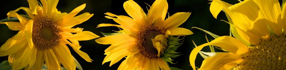 Close-up of sunflowers Canvas Art - Panoramic Images (27 x 9)
