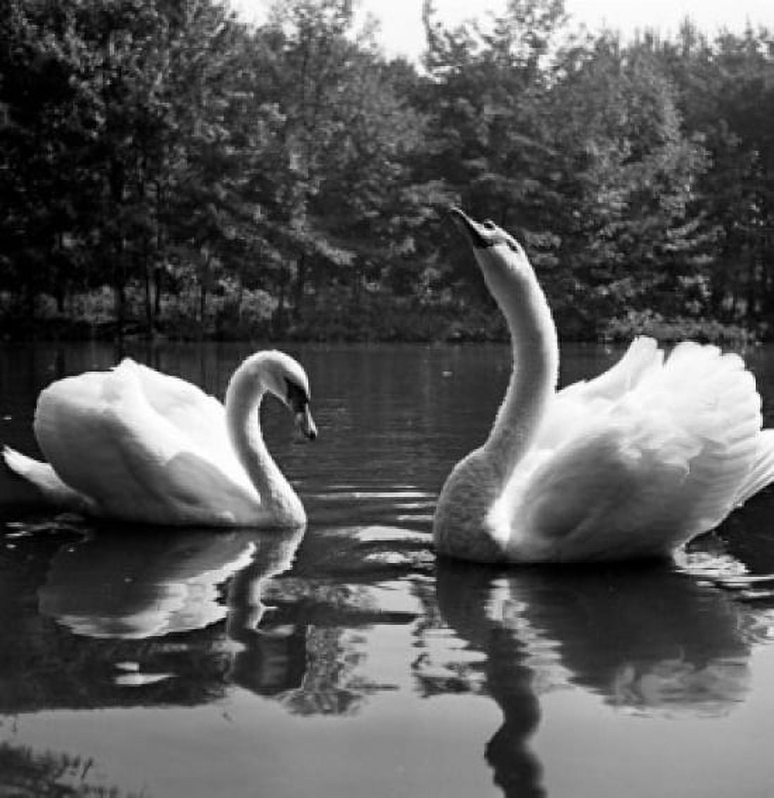 Close up of swans on lake Canvas Art - (18 x 24)