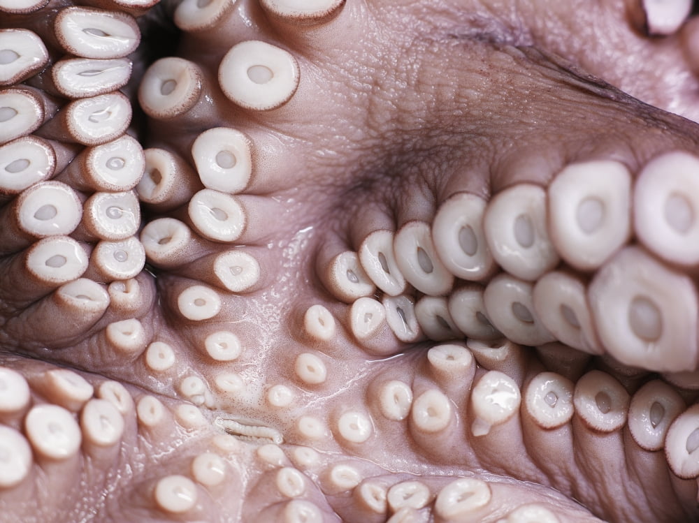 Close up of tentacles underneath an octopus Montreal Quebec Canada Canvas Art - Roderick Chen Design Pics (17 x 13)