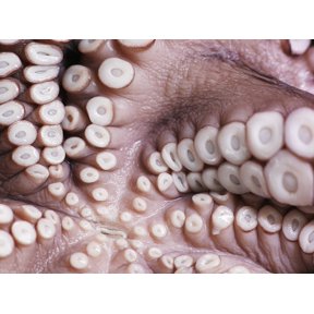 Close up of tentacles underneath an octopus Montreal Quebec Canada Canvas Art - Roderick Chen Design Pics (17 x 13)