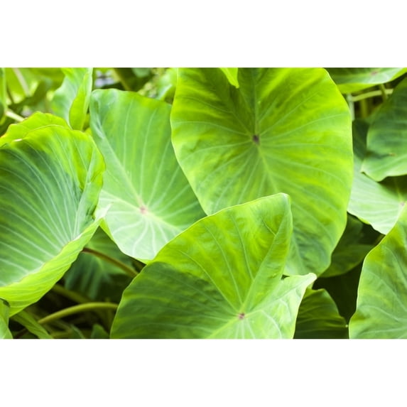 Close-up of the broad green leaves of a taro plant; Hanalei Kauai Hawaii United States of America by Kicka Witte /