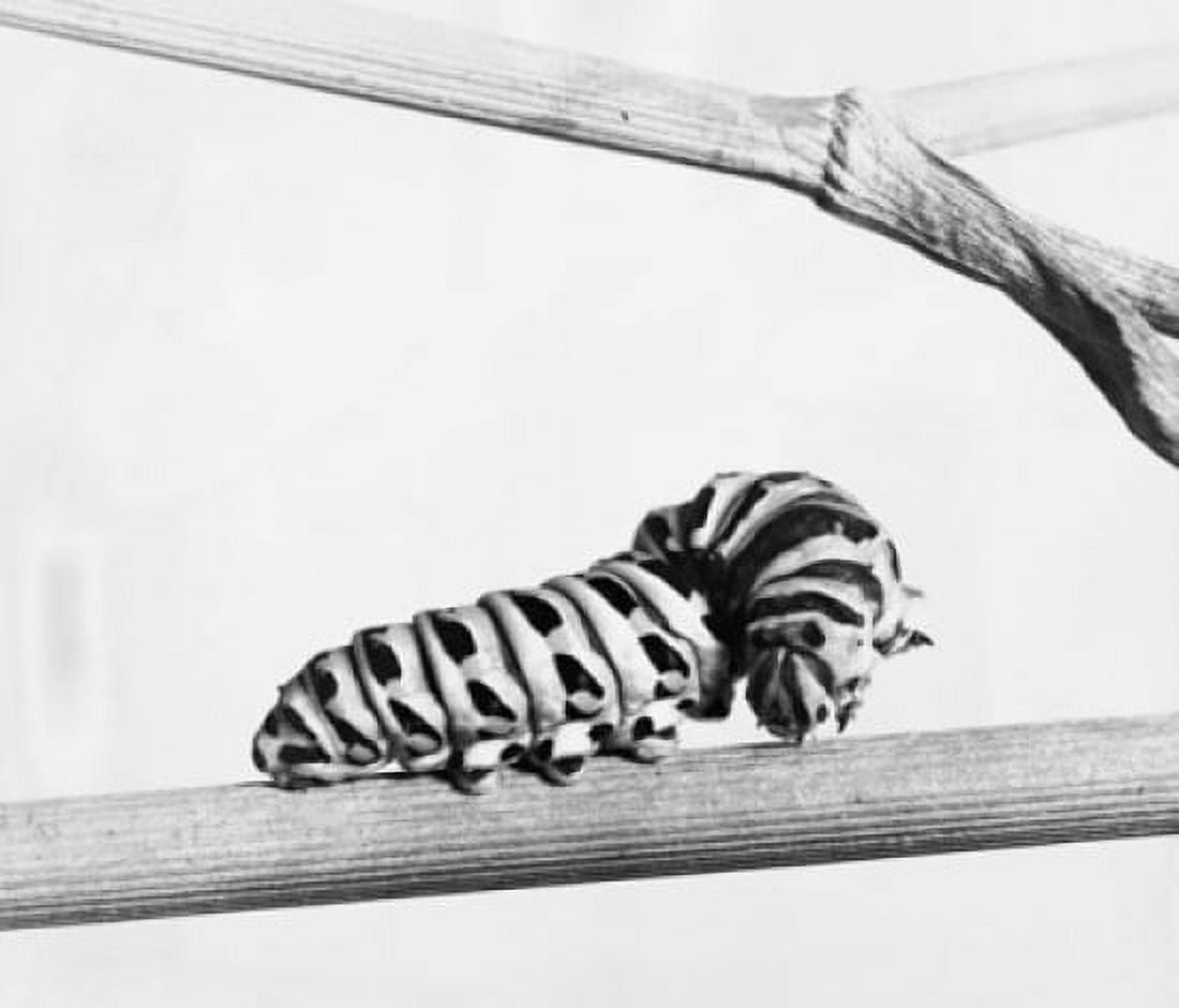 Close-up of the caterpillar of a Swallowtail Butterfly on a branch Canvas Art - (18 x 24)