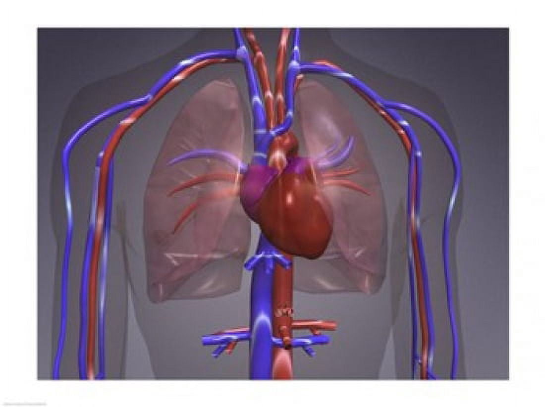 Close-up of the circulatory system Canvas Art - (24 x 18)