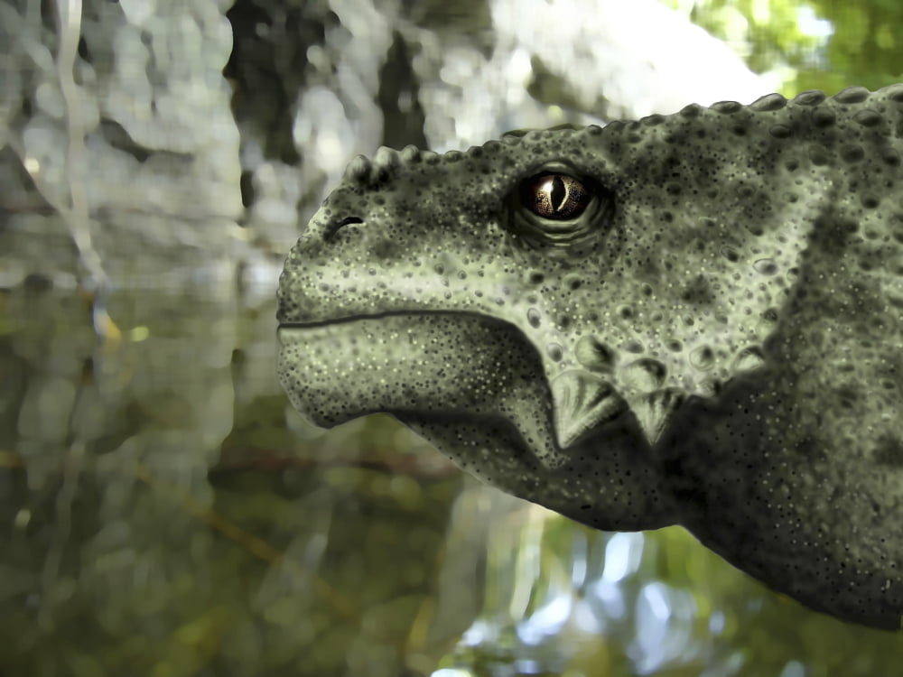 Close-up of the head of a Scutosaurus karpinskii Canvas Art - Yuriy PriymakStocktrek Images (33 x 25)