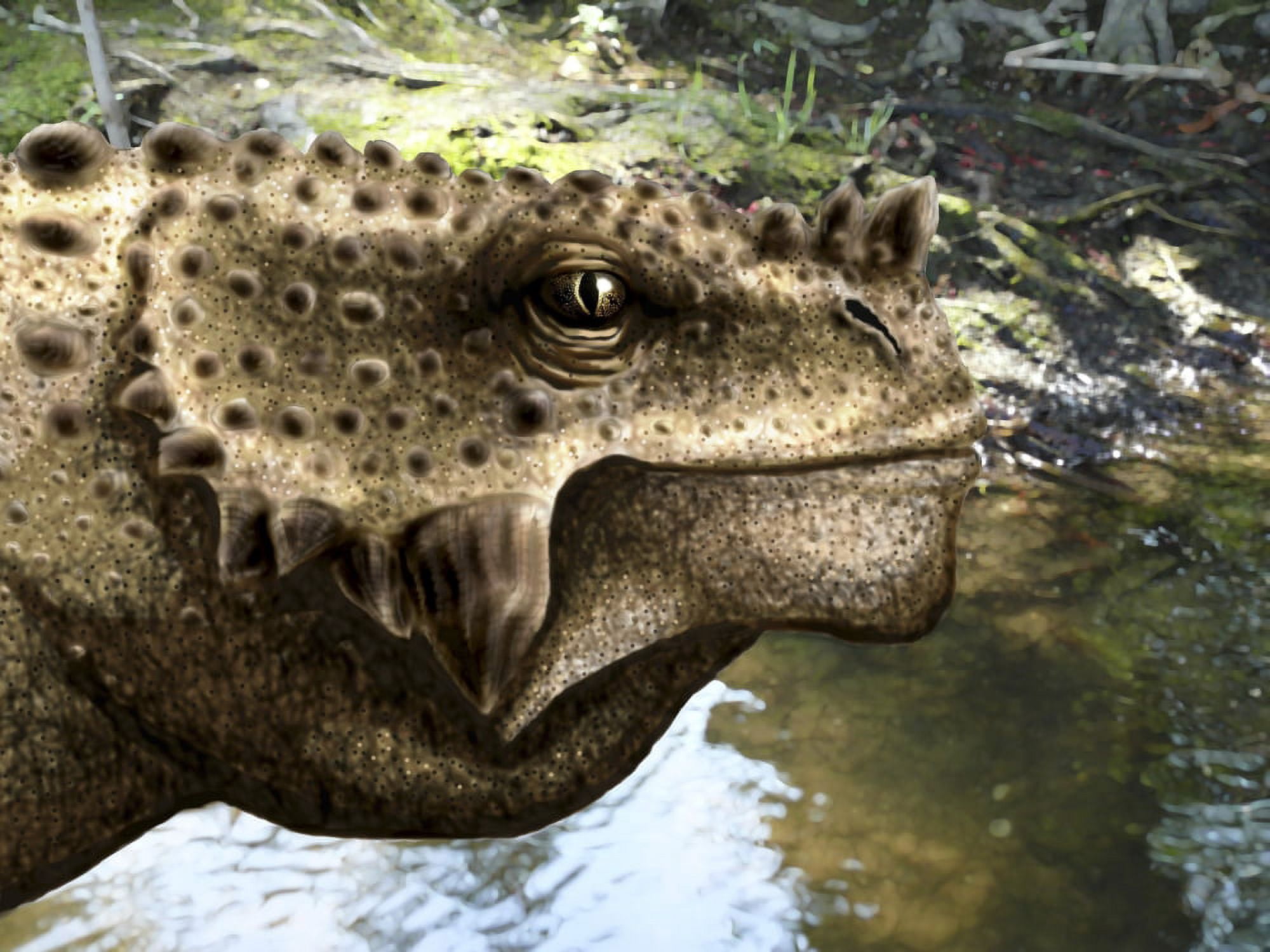Close-up of the head of a Scutosaurus tuberculatus Canvas Art - Yuriy PriymakStocktrek Images (33 x 25)