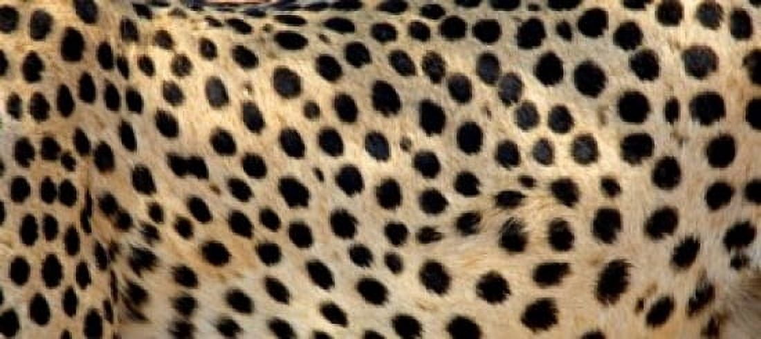 Close-up of the spots on a cheetah Canvas Art - Panoramic Images (15 x 7)