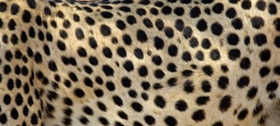 Close-up of the spots on a cheetah Canvas Art - Panoramic Images (30 x 14)