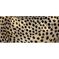 thumbnail image 1 of Close-up of the spots on a cheetah Poster Print by  - 36 x 12, 1 of 1