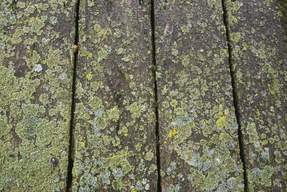 Close up of the wooden planks on a picnic table covered with moss and lichen growthQuebec canada Canvas Art - Perry Mastrovito Design Pics (38 x 24)