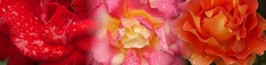 Close-up of three Rose flowers Canvas Art - Panoramic Images (40 x 10)