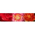 thumbnail image 1 of Close-up of three Rose flowers Poster Print (20 x 5), 1 of 1