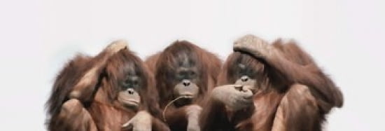 Close-up of three orangutans Canvas Art - Panoramic Images (36 x 12)