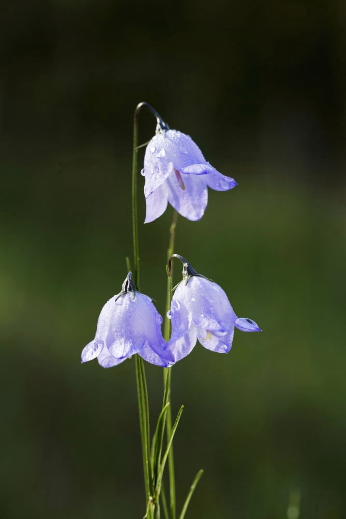 Close up of three purple bluebell (Hyacinthoides) flowers Kananaskis Country Alberta Canada Canvas Art - Michael Interisano Design Pics (12 x 19)