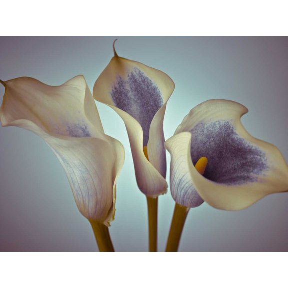Close-up of three white Calla Lilies, Studio Shot Poster Print by Assaf Frank (36 x 24)